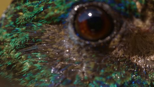Hummingbird Macro Eye to Hover – Text to Video