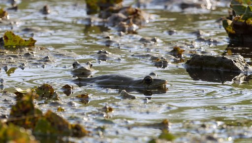 Frogs Swimming in Murky Swamp Water – Text to Video